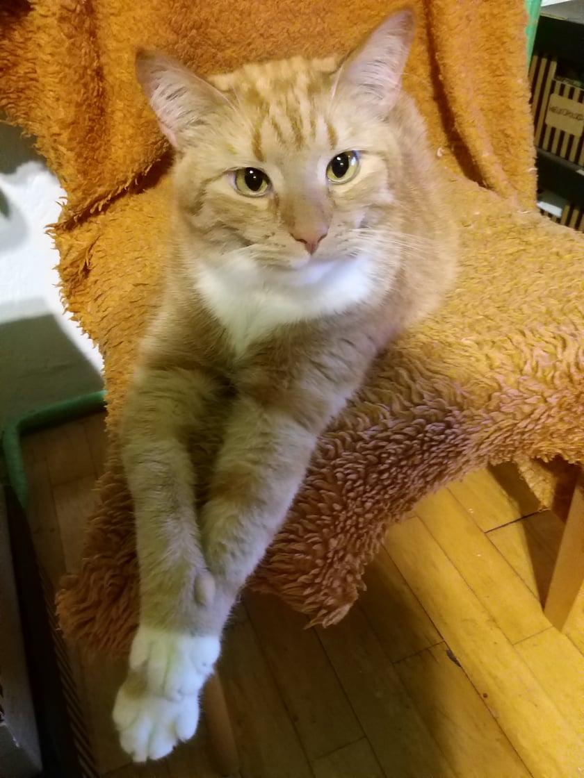 Kot europejski - 8 lat