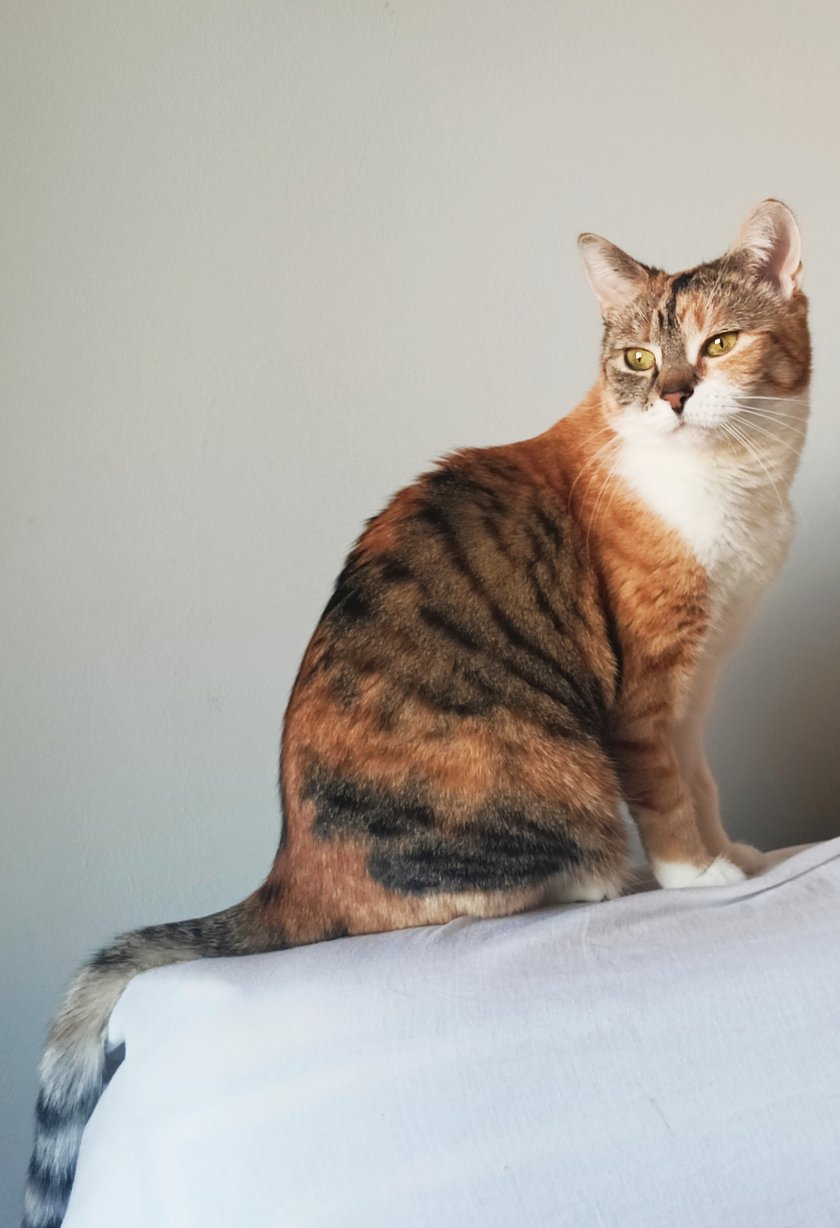 Nala to 6 letnia kotka. Uwielbia budzić swoją właścicielkę 'liściem' na twarz, najczęściej o 6:30, niezależnie od tego czy to weekend, czy zwykły dzień tygodnia. Jej kolejną pasją jest robienie 'ekekekeke' podczas siedzenia na parapecie i obserwowania lecących ptaków. Nala to też kot stróżująco-obronny, manifestuje to poprzez podgryzanie kostek oraz ciągnięcia rękawów gościu odwiedzających JEJ mieszkanie (ta kobieta co z nią mieszka to tylko współlokatorka).