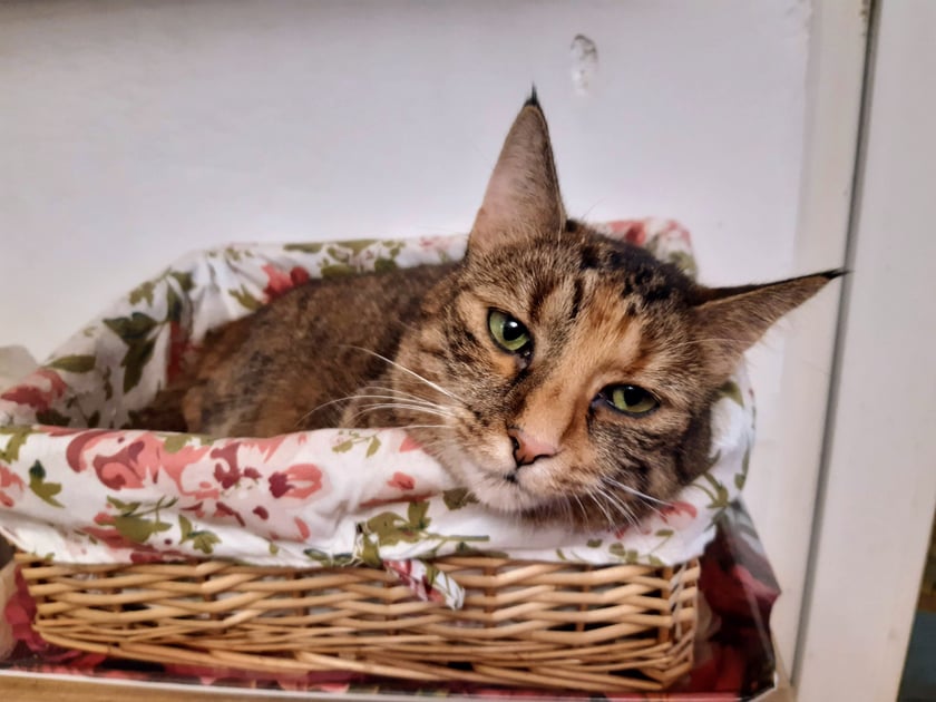 Kotka znaleziona  osiem lat temu . Była zdziczałym kociakiem.Zabralam do domu gdzie była sunia i dwa adoptowane koty.Tigra  daję się pogłaskać tylko domownikom.Jest urocza  ,bardzo przytulasna.

Kotka urodziła się jako bezdomne zwierzę  , złapana i zabrana przeze mnie do domu ,gdzie została oswojona .Moje dwa  dorosłe koty i sunia zaakceptowały Tiger.To przytulasna i kochana kotka