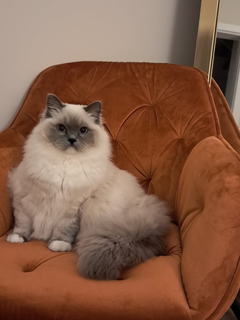 Lilu to 9 miesięczna kotka rasy Ragdoll. To  prawdziwa królewna i najlepszy przytulasek każdego domownika.