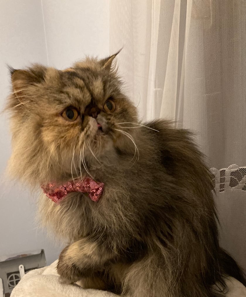 Cześć jestem Mortadela i jestem sześcioletnią kotką perską. Bardzo lubię smaczki i rozwiązywanie kocich łamigłówek, jednak moją największą pasją jest bieganie z piłeczką w środku nocy i upewnianie że moje człowieki bawią się tak dobrze jak ja ;)