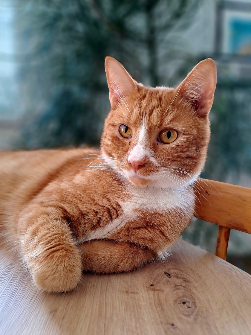 Kotek rewolucja milości: zastał rodzinkę wyschniętą i sponurzałą -zostawia ją pogodną, rozszczęśliwioną, każdego dnia bardziej i bardziej.