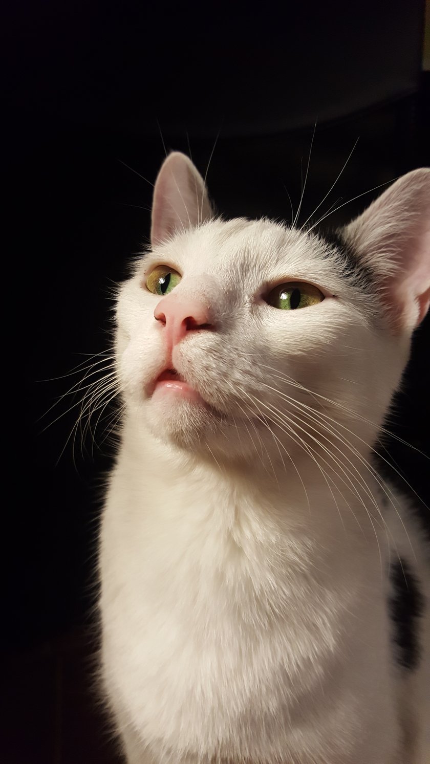 6letni kocur rasy europejskiej, niezależny i mimo wyglądu ciapowaty, potrafi "przelewać się przez ręce"