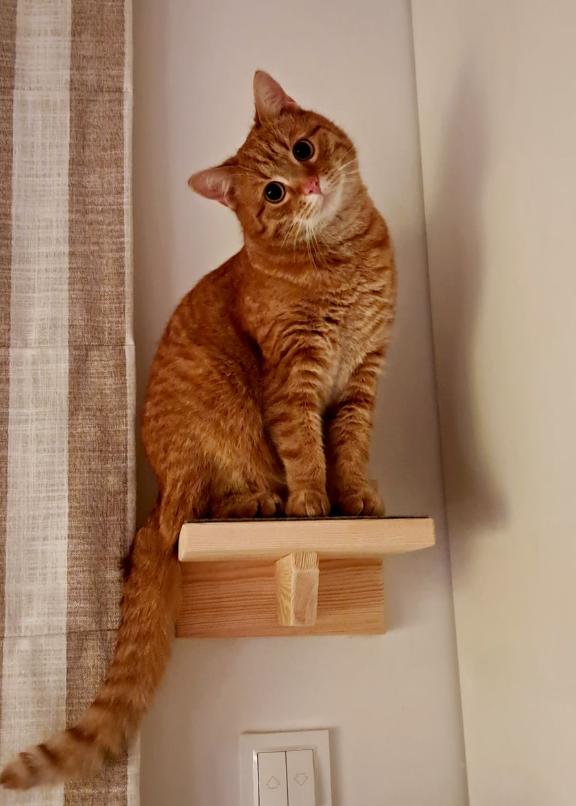 Jestem słodki jak karmel, wybuchowy jak Kraken. Mam 2 lata i starszego "brata". 
^-^