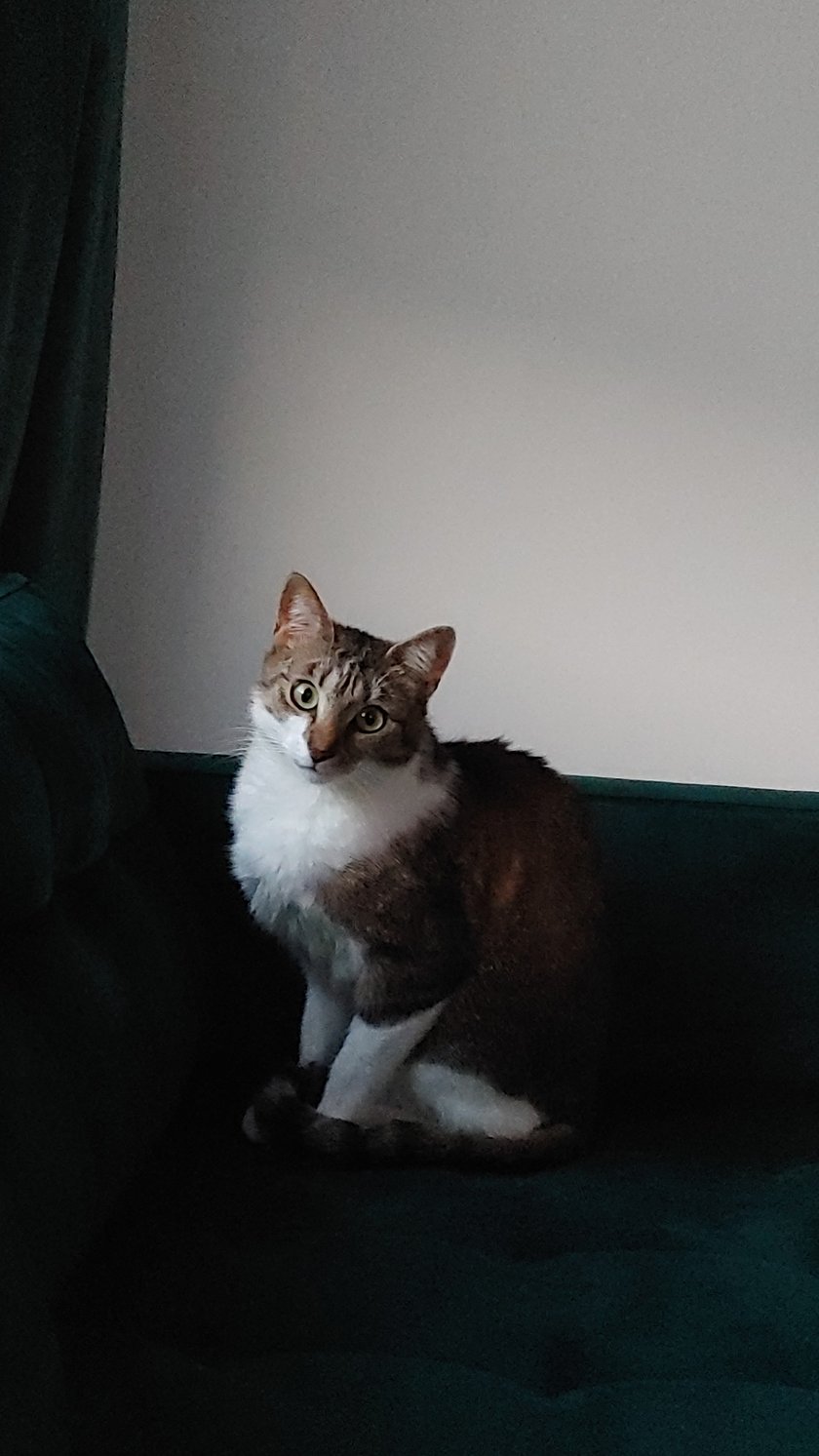 Ja jestem Klakier z przymusu mopa łapię. Gdy nie ma napięć to smacznie sobię chrapię. I sny mam takie że mysz mi uszko drapie. I mówi Klakier zjem z Tobą rybki ze smakiem.