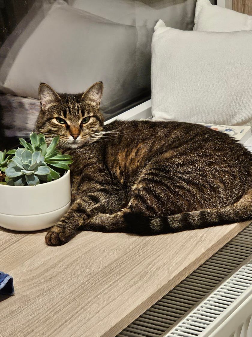 Ryśka jest bardzo kulturalnym i inteligentnym kotem. Nie miauczy, ale piszczy jak mała ptaszyna. Bardzo ciekawa i wesoła kotka. Jej ulubionym miejscem jest parapet nad kaloryferem.