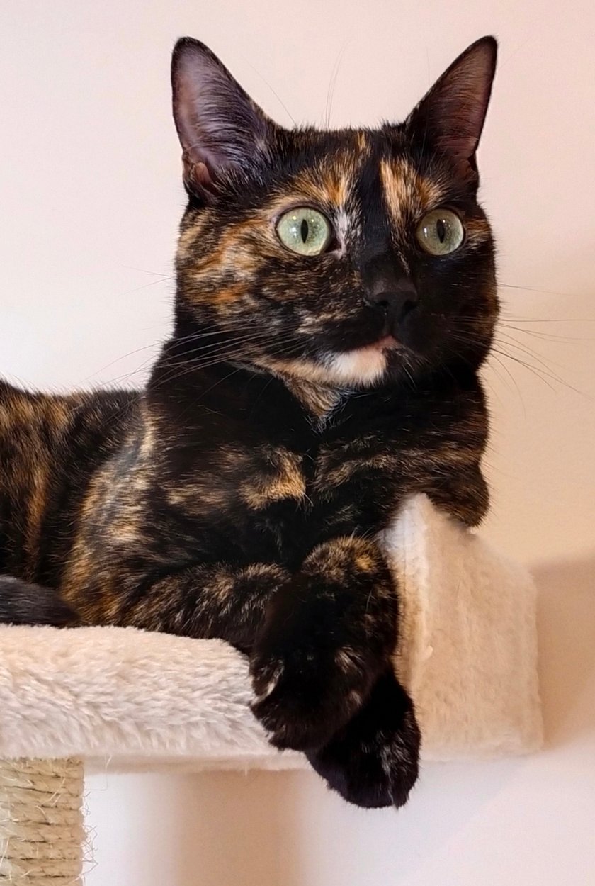 Charakterna, szylkretowa dama, przygarnięta ze schroniskowej klatki, już od ponad trzech lat owija sobie domowników wokół łapek. Płochliwa, ale ciekawska. Kapryśna, ale urocza. Miziasta, ale na własnych warunkach. Niby typowa kotka, a jednak wyjątkowa!