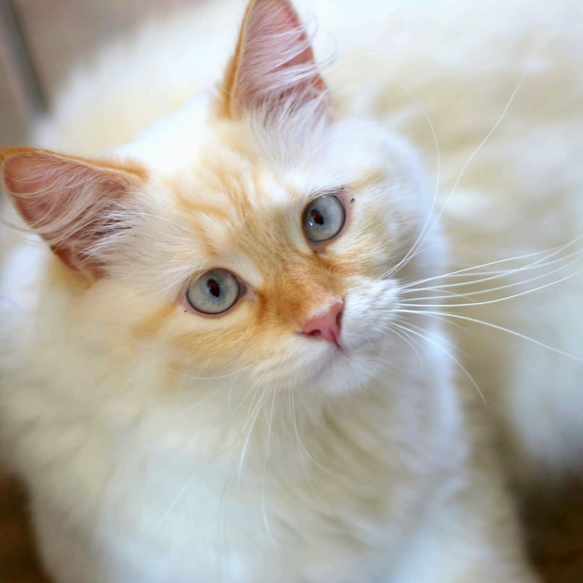 erbilek to kochany łobuz:) gdy spojrzysz w jego oczy to utoniesz...