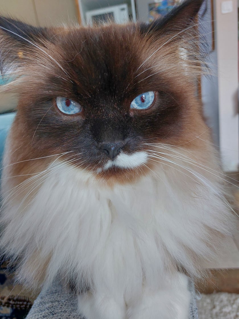 najmądrzejszy ...umie pilnować porządku jak nit inny...mój jupek:)wpadł kiedyś do mleka...w połowie:)