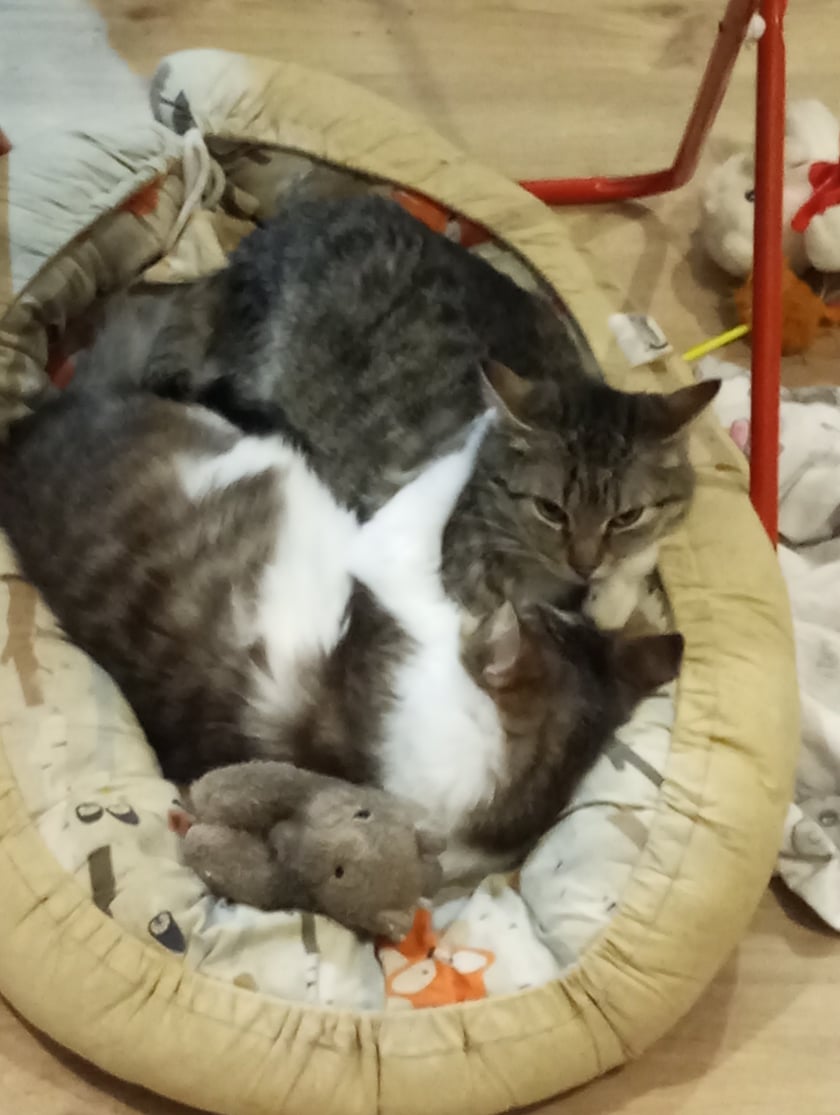 Dwie kotki które są bardzo przytulaśne. Śpią razem i się tulą. Dwa różne charaktery. Rano oby dwie budzą mnie , łapką...głaszczą mnie po czole czy policzku i dają buziaka