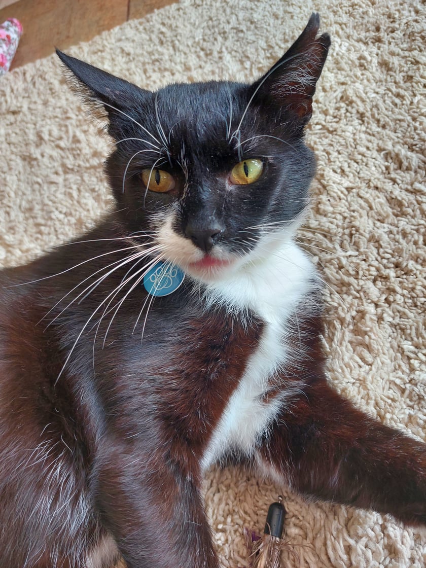 przyszedł do nas i już został

najpiękniejszy kocurek z naderwanymi uszkami
I chorymi dziąslami
daję radę
nasz zojan