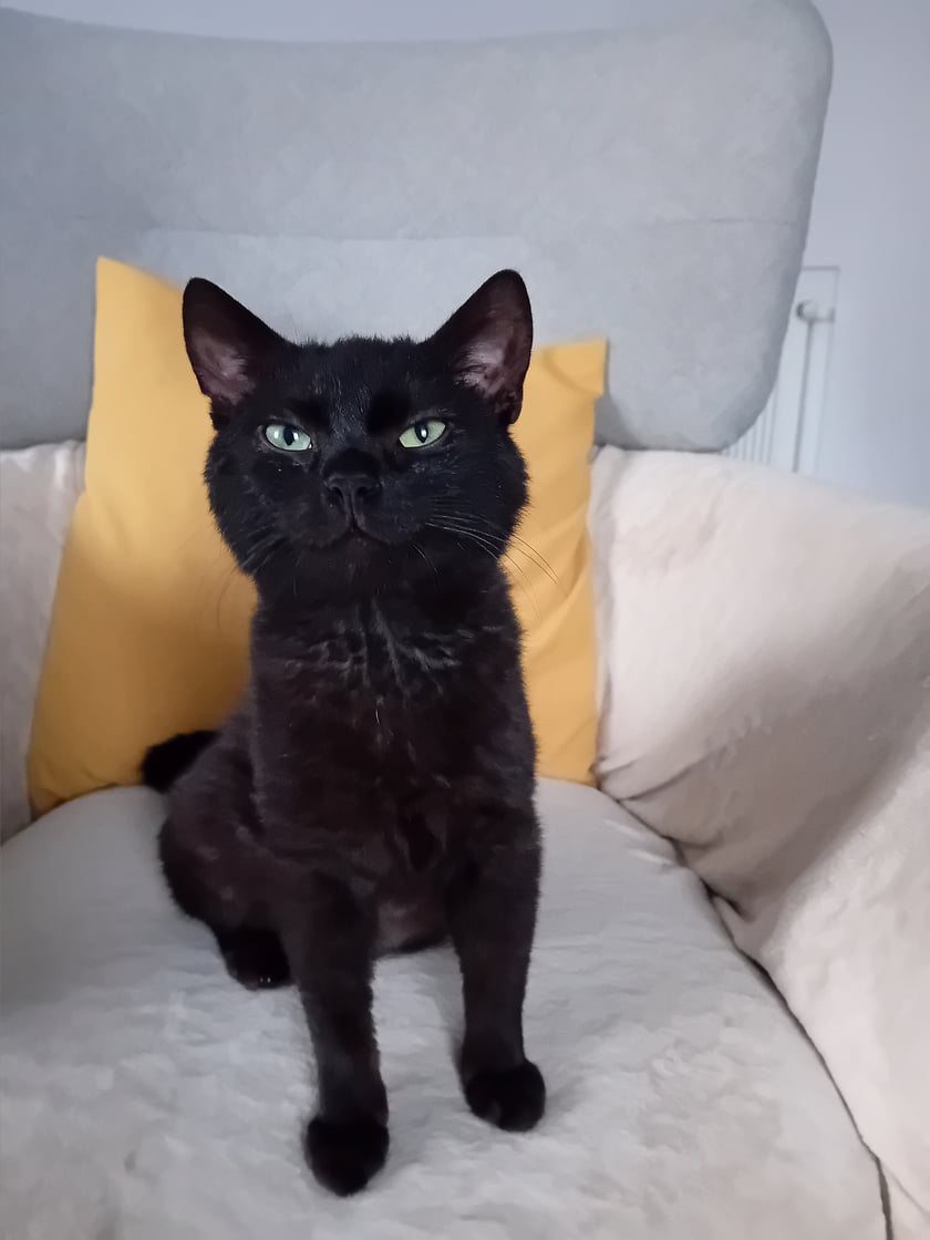 Bobson, 7- miesięczny kocurek. Znaleziony przy drodze i przygarnięty. Mistrz porannego sprintu po łóżkach i wielbiciel drzemek. Miłośnik smaczków i dobrej kociej zabawy.