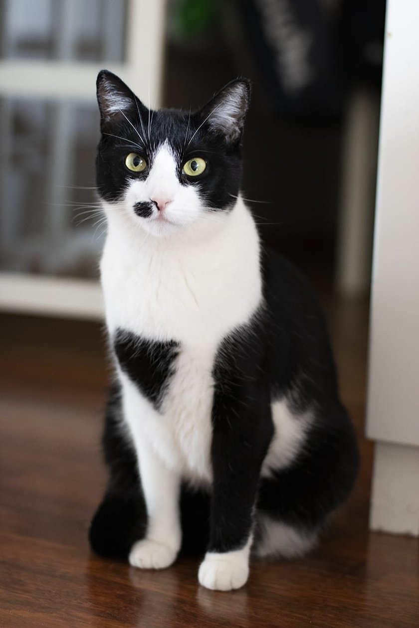 Koma to 3,5 letnia kotka, ulubienica wszystkich domowników. Bardzo lubi muzykę, wszystkie pudełka, do których można wejść i jest wierną towarzyszką przy codziennej pracy. Potrafi otworzyć prawie wszystkie drzwi i na pewno skradła nasze serca.