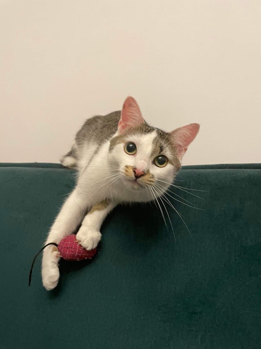 Iskra to prawdziwa kula energii! Zawsze gotowa do zabawy. Kocha kontakt z ludźmi i zawsze chętnie daje się głaskać po brzuchu. Jej radosna natura i miłość do interakcji sprawiają, że jest sercem każdej zabawy.