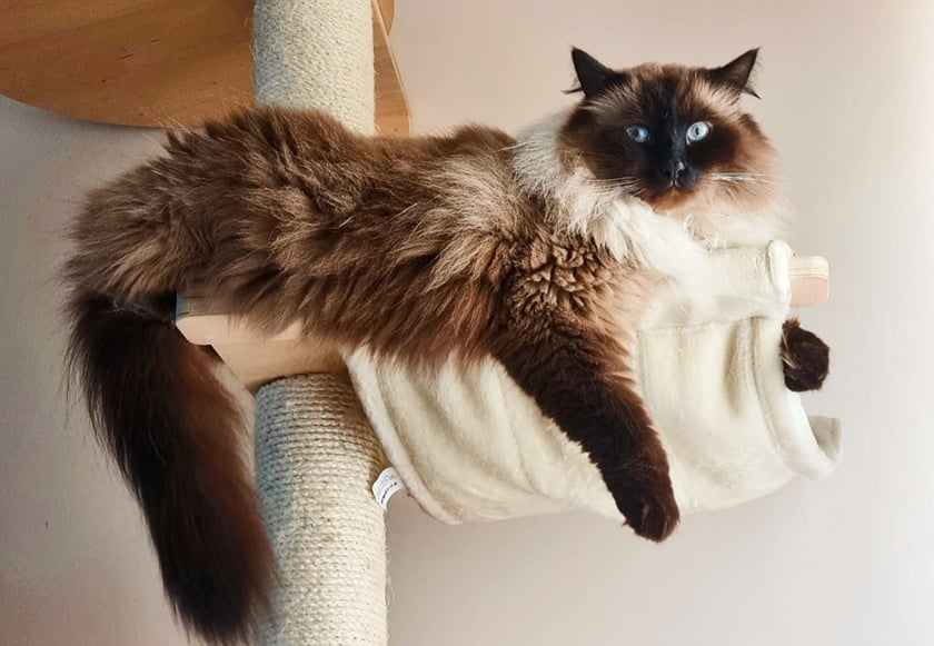 Hubert to kot Syberyjski Neva Maskerade, wiek 8 lat. Jest niewątpliwym królem domu. Zawsze odpowiada miałknięciem "na zdrowie" jak ktoś z domowników kichnie... Potrafi przybijać piąteczki.