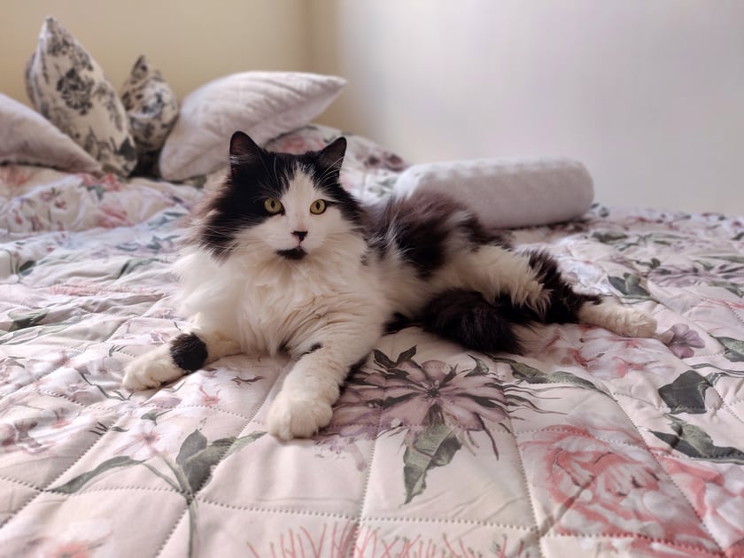 Kot Kubuś ma 7 lat, został wzięty ze schroniska jak miał 2 miesiące. Był zabiedzony, wyliniały, z kocim katarem, ale jak widać wyrósł z niego dorodny kocur. Nie spodziewałam się, że będzie miał długą sierść:)