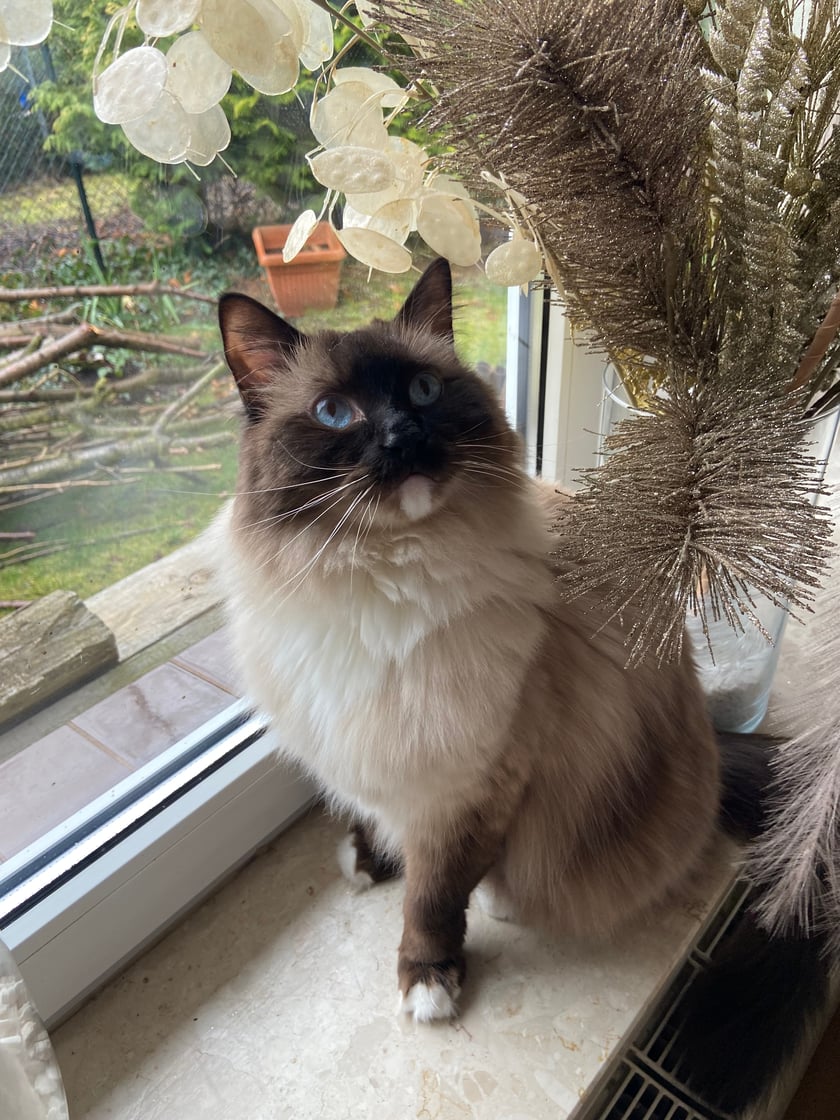 Kotek rasy ragdoll, posiada ubarwienie czarno białe oraz niebieskie oczy. Ma 3 lata i jest kotem bardzo towarzyskim oraz milusińskim☺️