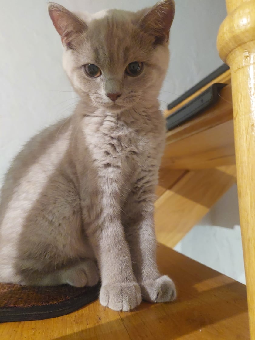 Moc uroczej piękności na tym kochanym pyszczku gości.