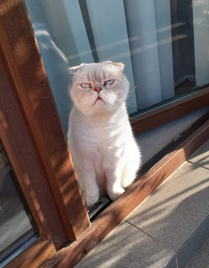 Lucek to kotek którego mamy od 2 lat. Miłość którą mu okazujemy odwdziecza stokrotnie . Zawsze jest przy nas a nawet na naszych brzuszkach gdy jesteśmy chorzy. Bardzo go kochamy  ❤️