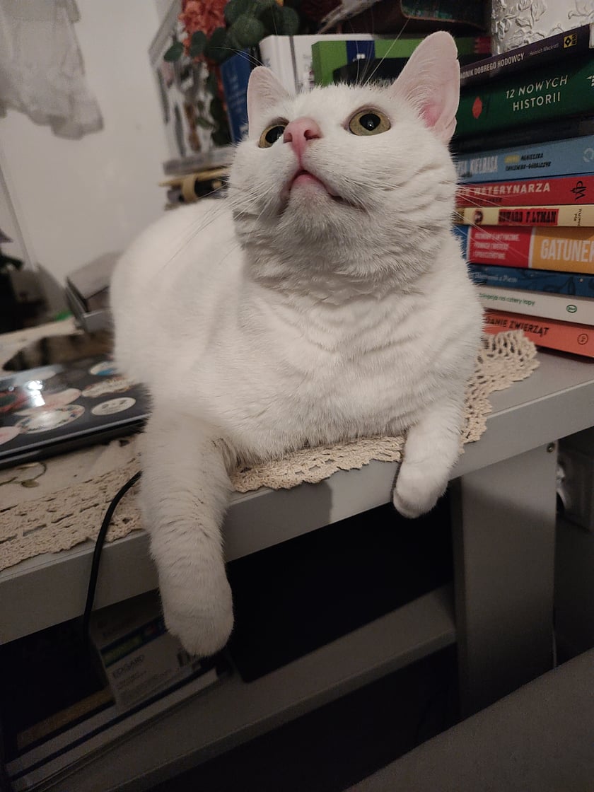 Stefko jest kotem który we wrześniu 2022 przyszedł do nas do pracy, odrazu usadowił się u mnie na biurku- okazało się że była to miłość od pierwszego wejrzenia. Właściciel nigdy się nie odnalazł i Stefko został u mnie. Jest to 4letni kastrowany kocurek który uwielbia spać ze mną w łóżku i jak tylko usiąde ładuje się na kolana. Już nawet nie pamiętam jak to było wcześniej bez niego.