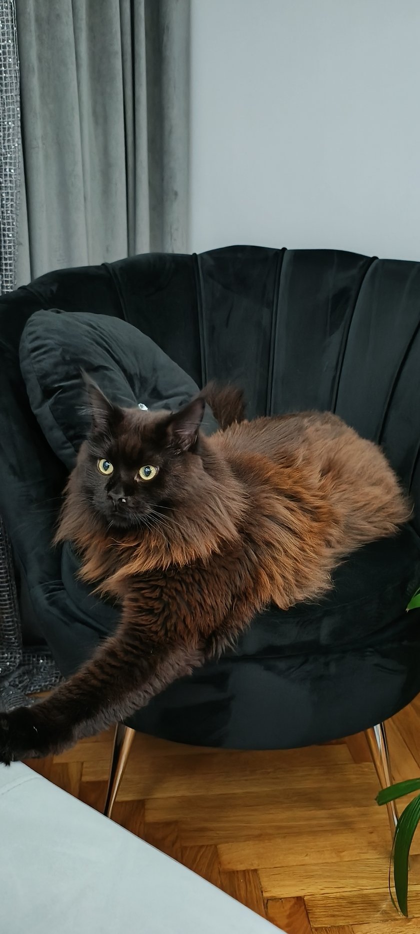 Merlin wyjątkowo żywiołowy niespełna trzyletni Maine Coon. Król domu.