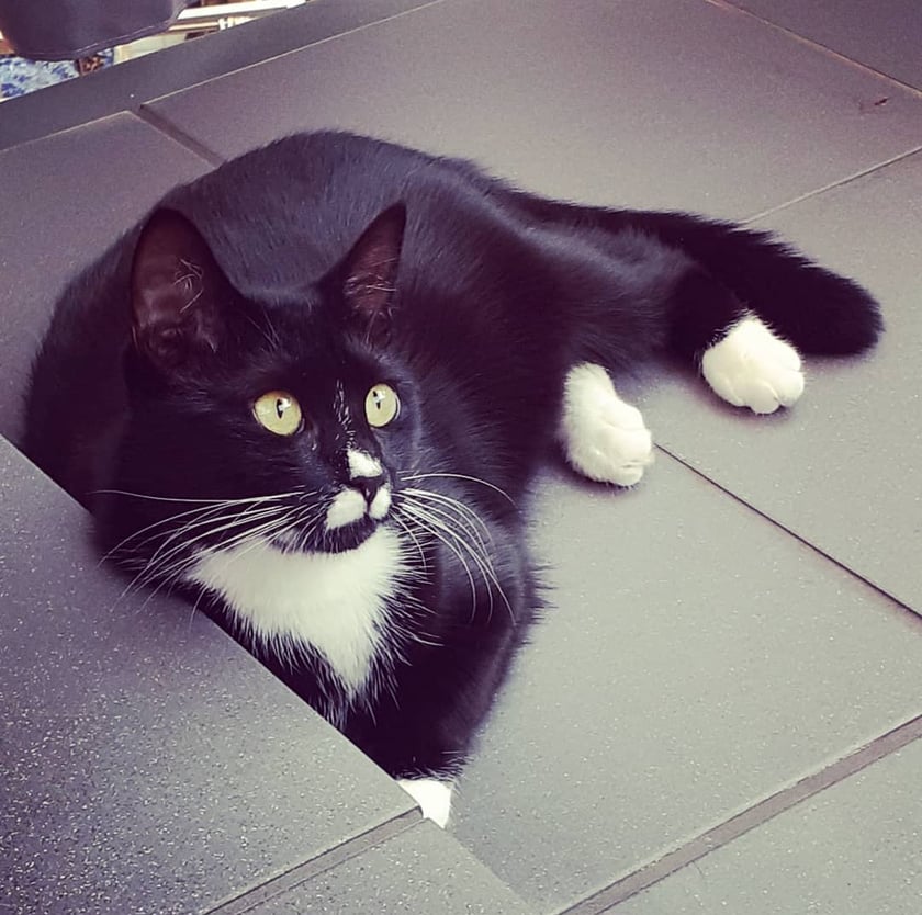 Leoś jest bardzo przyjaznym i łagodnym kotem, który został adoptowany 4 lata temu. Posiada charakterystyczne białe plamki na pyszczku. Jest pasjonatem tuńczyka oraz balkoningu. Posiada konto na instagramie: @leon.kanapowiec