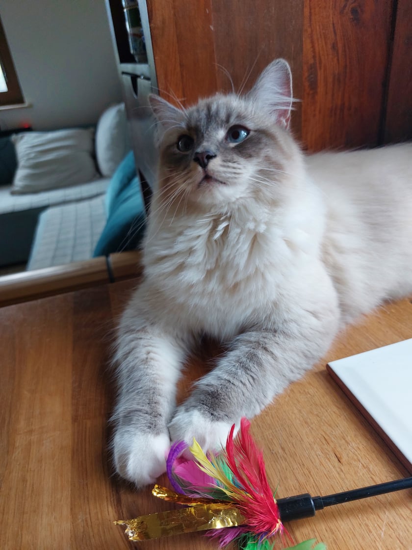 kropiś jest najbardziej uśmiechniętym kocurkiem na świecie:)kocha zabawę i wszystkich ludzi:::)))