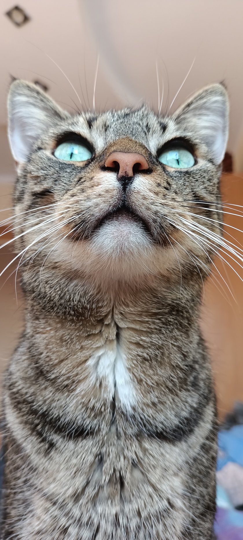 Alexander żył pod brodzikiem gdzie załatwiał się ,żył w tym smrodzie . Został mi zgłoszony gdzie się udałam zrobić interwencje( zajmuje się bezdomnymi kotami na codzien ) . Udało się po rozebraniu brodzika wydostać kota . Był totalnie dziki . Jakas nieodpowiedzialna fundacja dała kota do adopcji dzikiego do samotnej matki z niemowlakiem. I tak został u mnie na stałe . Był moim pierwszym dzikim kotem i 8 latek już u mnie jest