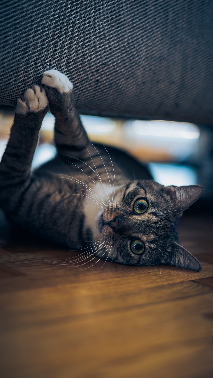 Gandalf to istny wulkan energii, skryty pod pozorami niewinności. Uwielbia drapać wszystko, w co jest w stanie wbić pazurki – szczególnie, o zgrozo, nową kanapę! Jest również mistrzem w polowaniu i unicestwianiu kolejnych wędek. Nie ma takiego miejsca, z którego nie byłby w stanie wydobyć smaczka. Często lubi również robić koci masaż o drugiej w nocy, kiedy to bierze się za bieganie i wyrabianie fałdek swojej właścicielki. Na szczęście lubi się też tulić i pozwala się głaskać, a jego rozkoszne mruczenie jest w stanie wynagrodzić wszystkie te harce i swawole.