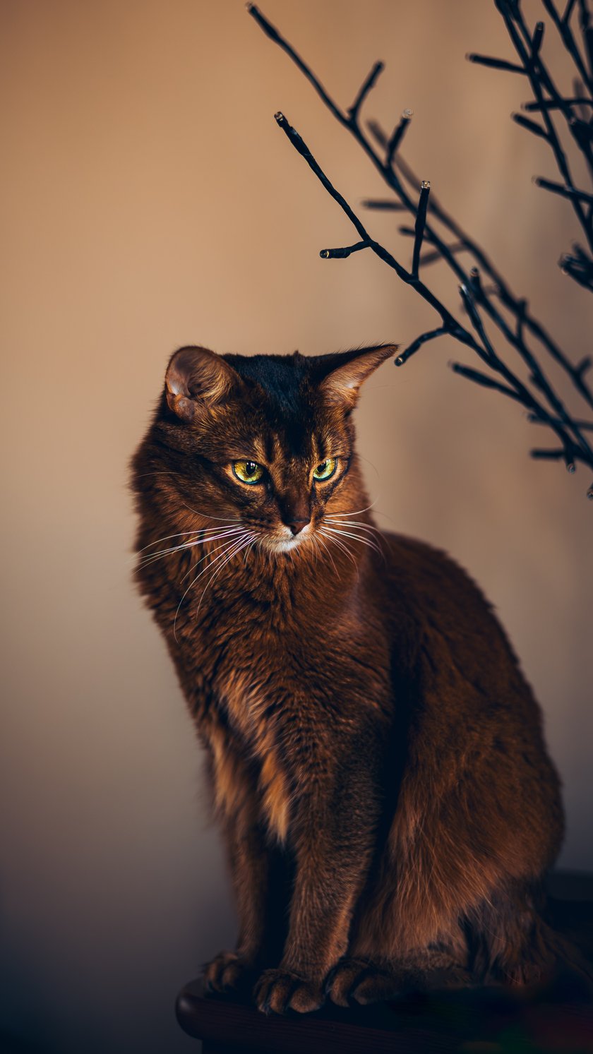 Ricky (kocurek somalijski) jest istnym arystokratą – dzień bez dwugodzinnej adoracji, podczas której trzeba poświęcić mu całą uwagę, uważa za stracony. Jednak zwraca całą poświęconą mu uwagę z nawiązką i aż trudno się nadziwić, że w jednym małym pysiu może kryć się tyle miłości. Uwielbia budzić właścicielkę, kładąc się na jej brzuchu i liżąc po nosie do skutku. Lubi poznawać nowe rzeczy, a każdą nieudaną próbę wskoczenia na wysoki mebel maskuje z prawdziwą gracją. Mimo posiadania wspaniałego, miękkiego futerka, w okresie zimowym okupuje wszystkie kaloryfery, aby móc dokładnie ogrzać swoje łapki.