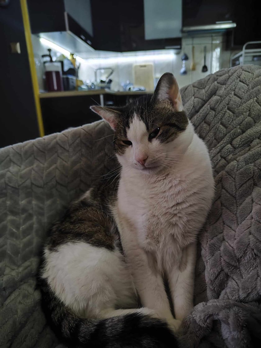 Domino jest 3 letnim kocurem który uwielbia jedzonko, spanko, i zabawy z siostrą. Mimo młodego wieku cierpi na chore zęby, ale z każdej wizyty u weterynarza wychodzi z odznaką "Dzielny Pacjent" i radośnie mruczy na lekarzy.