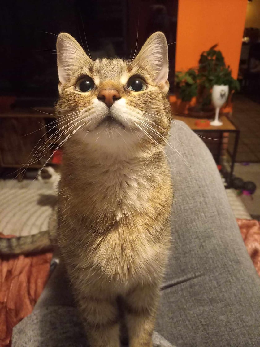 Gabriella pochodzi z królewskiego rodu - albo wszystko będzie tak jak ona oczekuje, albo będzie foch. Ale takiej piękności wszystko się wybacza :)