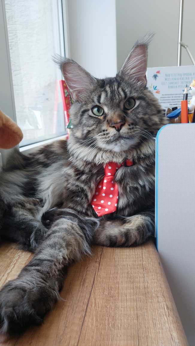 Simba jest 3 letnim Maine Coonem, waży 11 kg i ma miękką, lśniącą sierść.  Lubi psocić figle,  jest bardzo towarzyski i ciekawski. Jego hobby to podróżowanie autem.