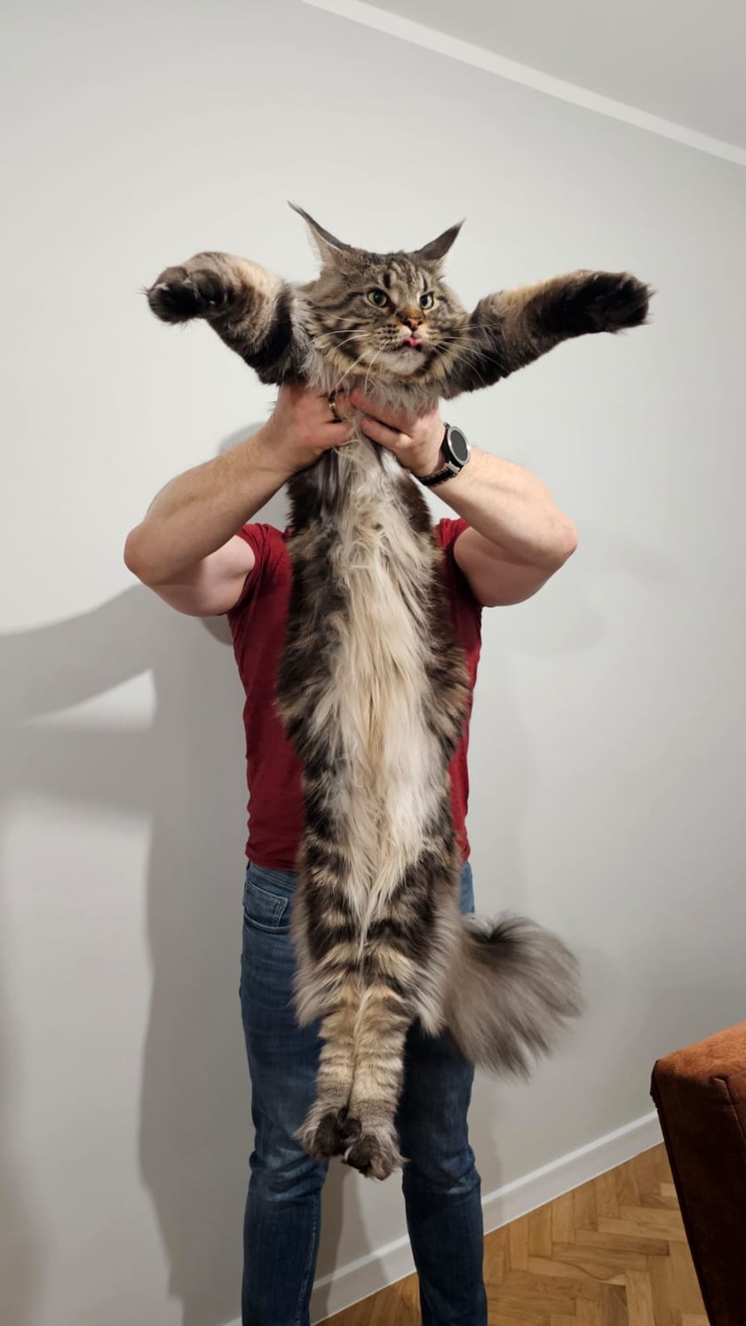 Wesoły Maine Coon