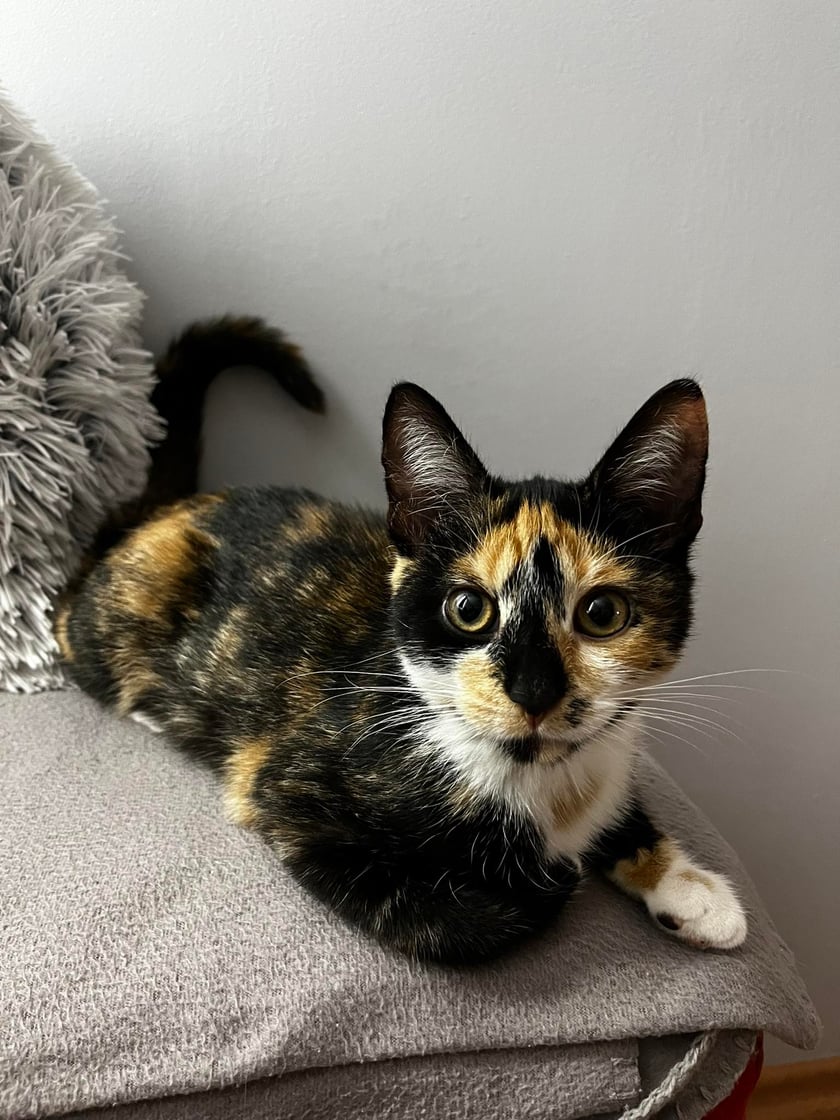 Cześć, jestem Shelby! Choć wszyscy mówią mi pieszczotliwie Szelusia. Jestem półroczną, trzykolorową kotką. Może i nie jestem jeszcze taka duża, ale energii mam bez liku. Zostałam adoptowana i mieszkam teraz we Wrocławiu. Chętnie wyglądam przez okno na to, co się tutaj dzieje. Uwielbiam bawić się myszkami, skakać i biegać. Wszędzie mnie pełno. Lubię też jeść i spać - taka kocia natura. Ale, ale...największą frajdę sprawiają mi pieszczotki i czas z moimi właścicielami!