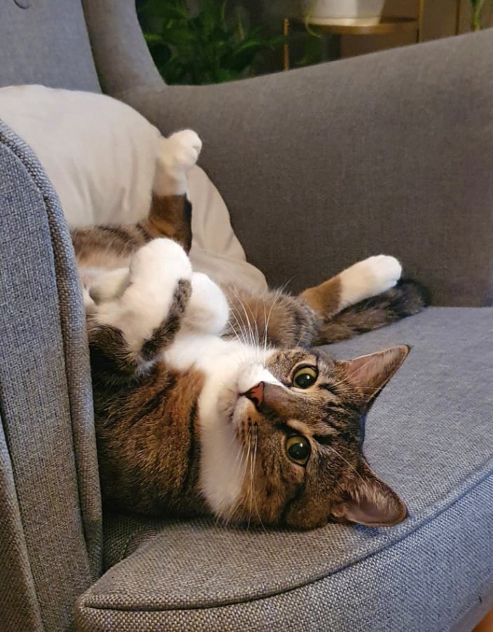 Rysio został adoptowany, gdy miał jedyne 8 tygodni i z łatwością mieścił się w dłoni. Wyrósł na ogromnego i kochanego kocurka! Jest mistrzem śmiesznych min, potrafi robić sztuczki i uwielbia bawić się w berka.