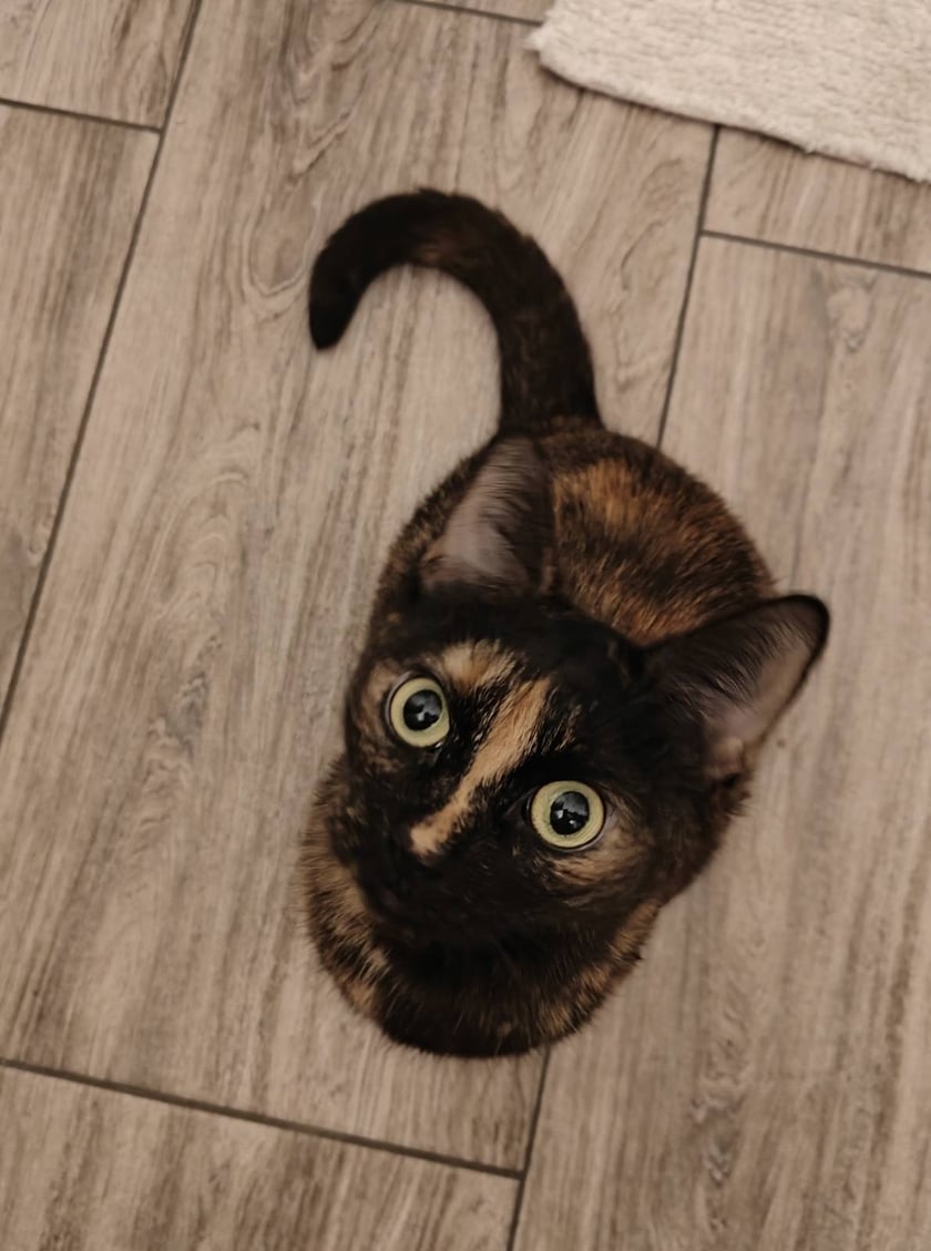 Szyszka, 6 lat Jestem bystrą szylkretką, mimo dorosłego wieku codzień szaleje jak mały kociak, uwielbiam zaczepiać mojego starszego kociego brata - Wanka, dziękuję za uwagę.