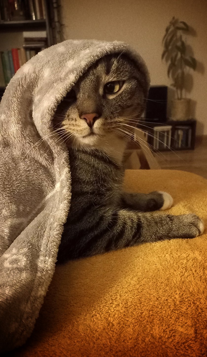 Platon, jak jego imię wskazuje, jest kotkiem raczej zamyślonym, ale też gadatliwym. Lubi ciepełko i głaskanie w w każdej ilości.