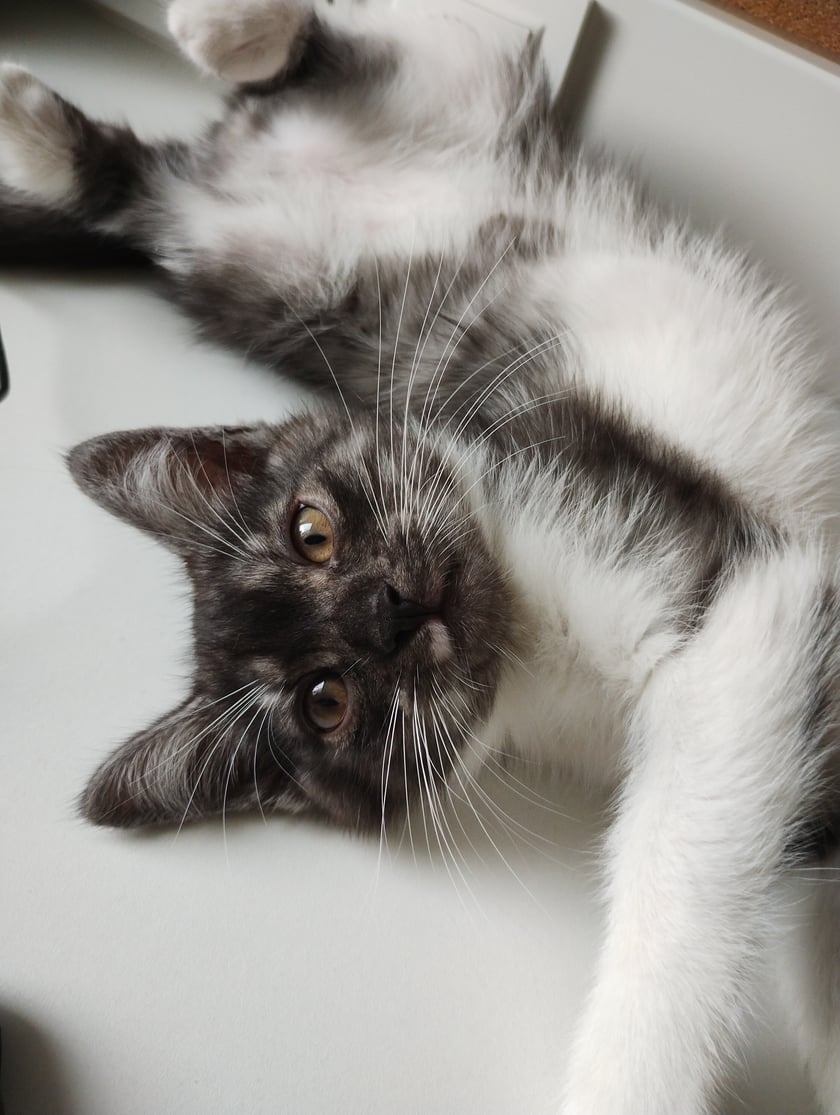 Ramen jest prawdopodobnie mieszańcem kota europejskiego z Maine Coonem, ma 7 miesięcy, jest bardzo czułym, radosnym a zarazem energicznym kotem. Uwielbia się bawić, polować i jeść. Jest najprzystojniejszym kociakiem na osiedlu ;)