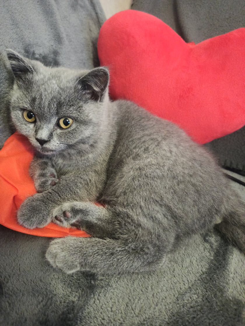 4,5 miesiączka łamaczka serc.