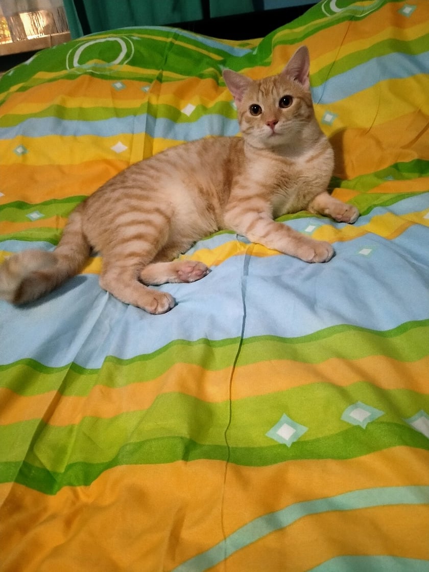 Kot Kubus ma 8 miesiecy.
 Jest dużym jak na mlodego kocurka zwierzakiem. Ma rude pręgowane, miękkie futerko,duże brązowe oczy ktore widać w ciemnościach .
Jest energicznym kotkiem, lubi biegać i bawić sie wędką oraz kuleczkami papieru.
Jest on moim przyjacielem!