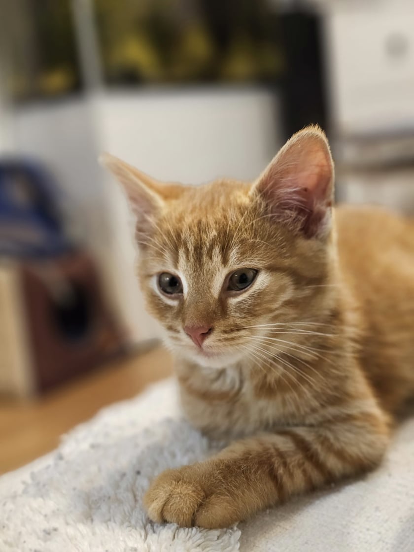 Nasz słodki Irysek uwielbia się do nas przytulać i bawić się z nami. Czasami nawet z nami porozmawia po kociemu. Jest wesołym i  szczęśliwym pieciomiesięcznym kociakiem.