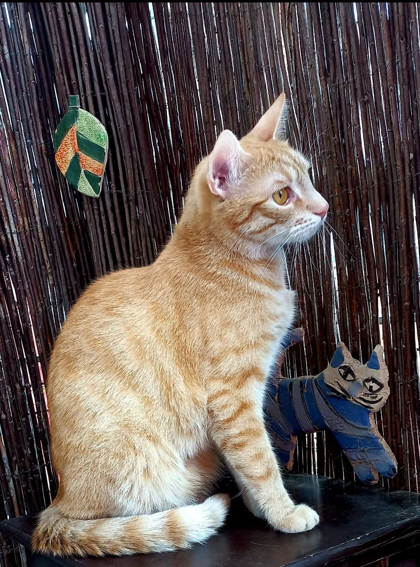 Figiel to szalony kot. Jednak opr&oacute;cz polowania na nieistniejące myszy i inne stwory,lubi siedzieć na balkonie i oglądać ptaki.