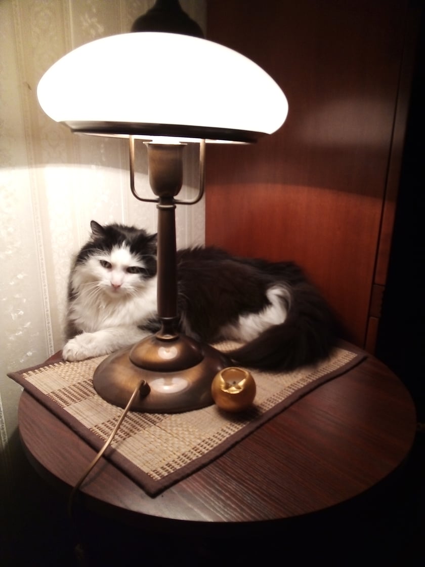 Podrzutek. Mały był tak brzydki, że na wstępie nazwałam go Gizmo. Z czasem z brzydkiego kaczątka wyłonił się piękny, puchaty kocur bardzo ciekawy ludzi. Znajomych akceptuje, nowych dokładnie sprawdza. Uwielbia wodę, zielone oliwki, kwiaty cięte w wazonie i pączki. Gryzie jak coś nie po jego myśli. Ma już 13 lat - kochane kocisko!