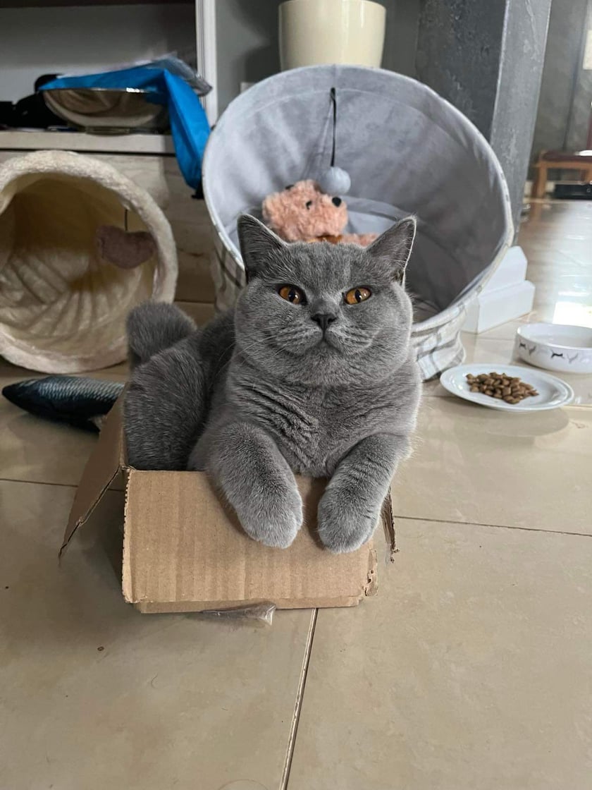 Pianka to roczna kotka o niezmiernie dużej ilości energii. Uwielbia zabawy, zwłaszcza takie kiedy może aportować swoją ukochaną piłeczkę. Gdybym miała opisać ją jednym zdaniem - szalona indywidualistka :)