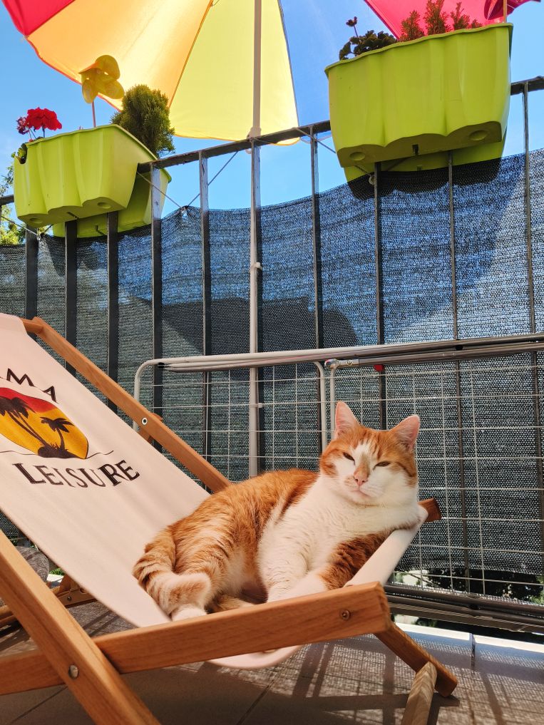 Hej hej Klakier to ja, lubię aportować a zaś w lecie na leżaczku spać, jestem wybredny co do jedzenia i mam dużego lenia.