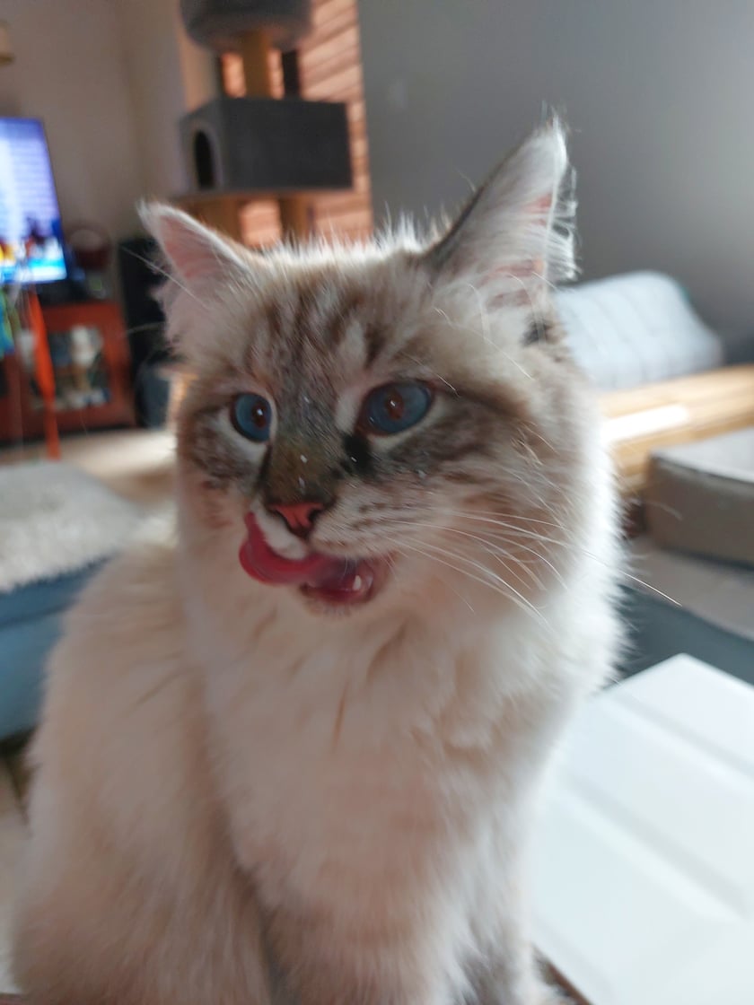 rajeczka to najcudowniejsza łobuziara na świecie:) trzeba uważać, bo kradnie z talerzy...nie swoich!!!