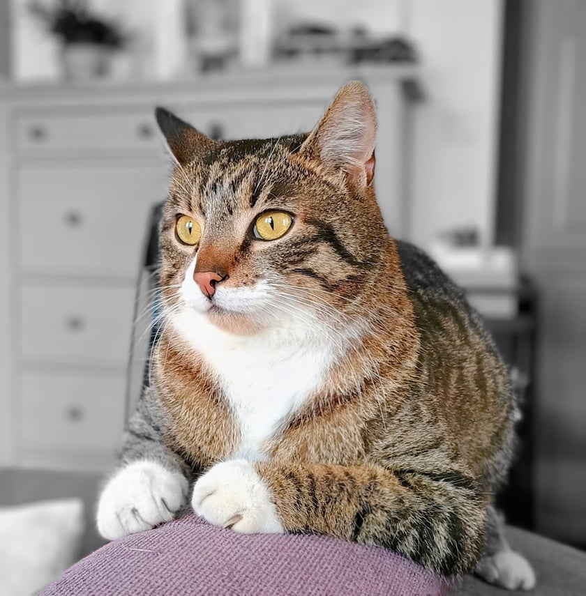 Pepe to 2,5 letni koci indywidualista. Lubi towarzystwo, ale tylko wtedy kiedy ma na to ochotę. Jest jak Włóczykij z Doliny Muminków - bardzo przyjazny i lubiany przez wszystkich, ale nigdy nie wiadomo kiedy się pojawi i na jak długo zostanie.