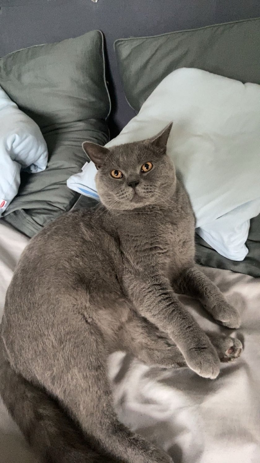 Kot brytyjski, o kolorze oczu brązowym i umarszczeniu szarym, ma 2 lata jest bardzo przyjaznym i towarzyskim kotkiem.