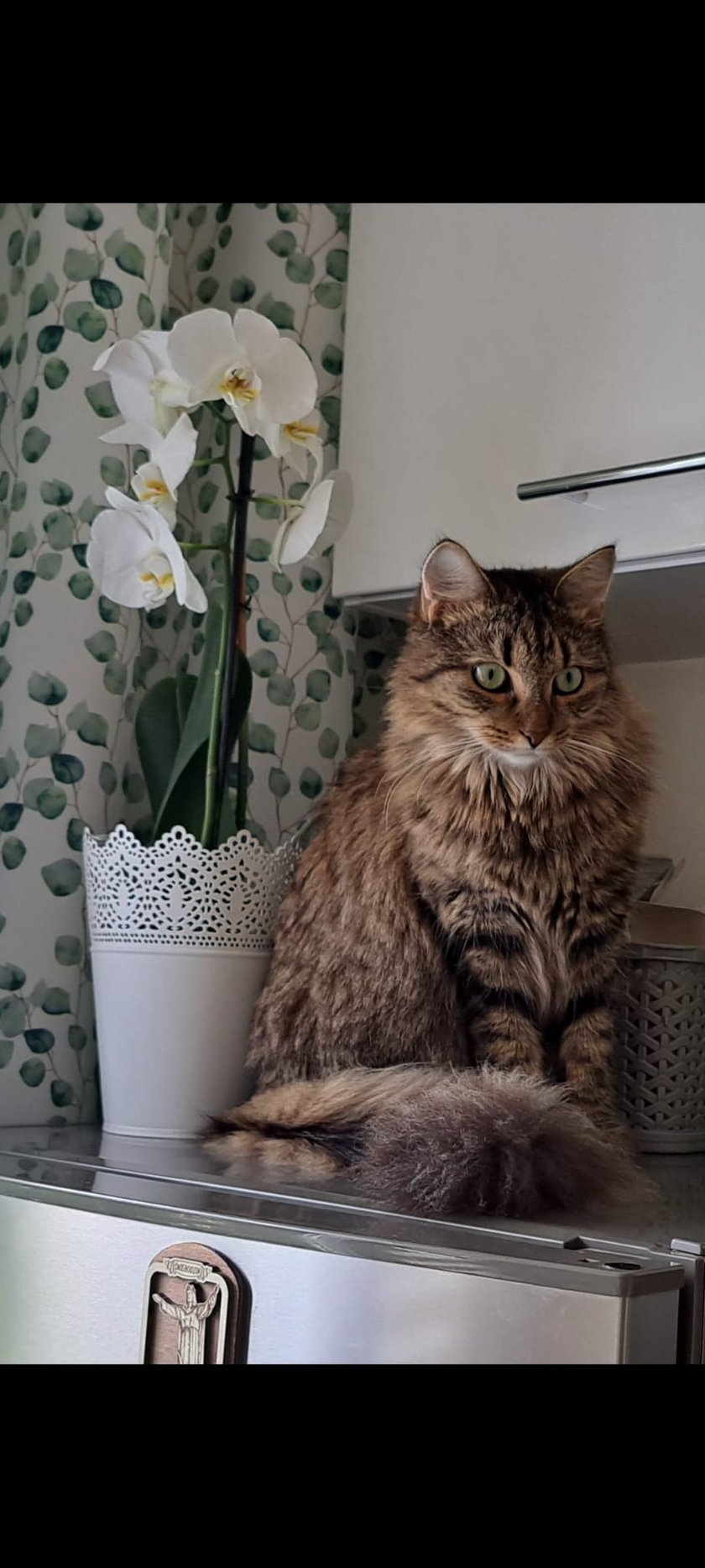 Dumna, miła, wrażliwa, zielonooka mieszkanka Wrocławia! Ciekawska, zabawna, z nutka damy kotka której nic nie umknie :)))